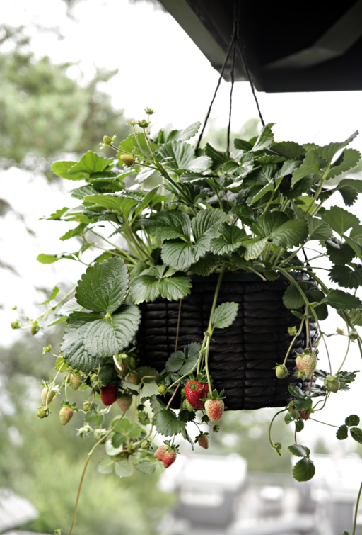 Hanging strawberry plant
